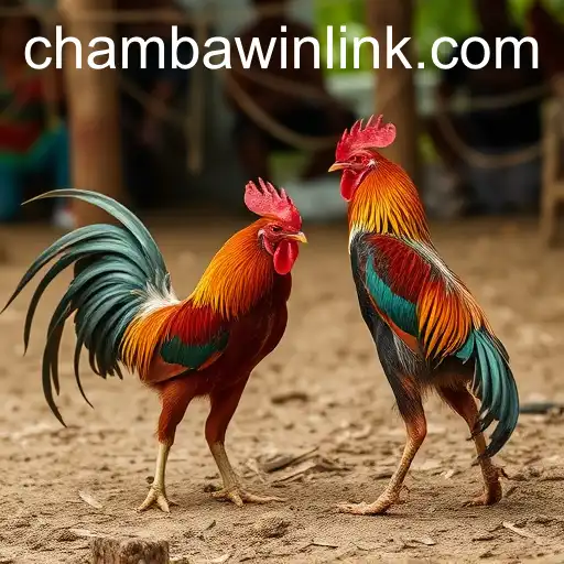 The Timeless Tradition of Sabong and Digital Evolution with ChambaWin.com